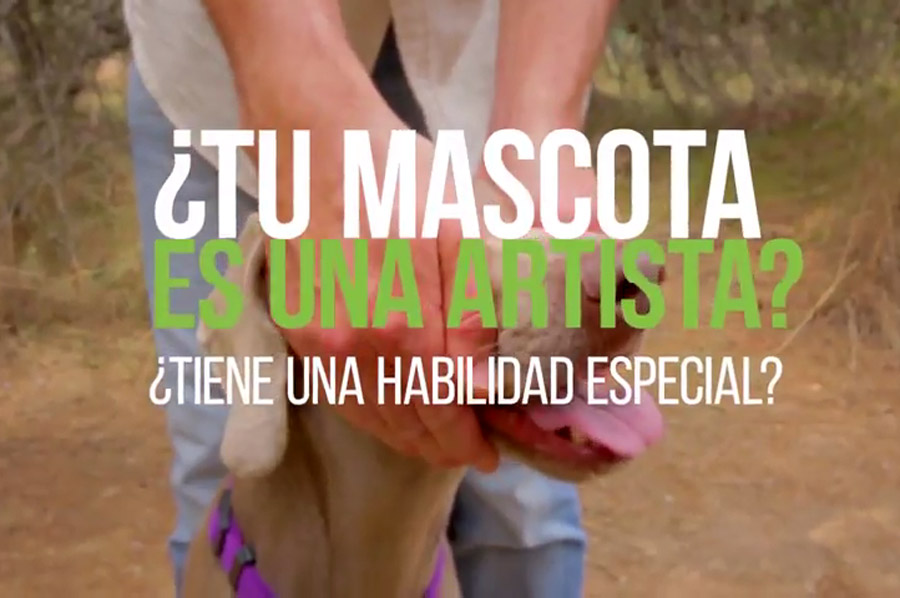 Concurso de videos de perros y gatos