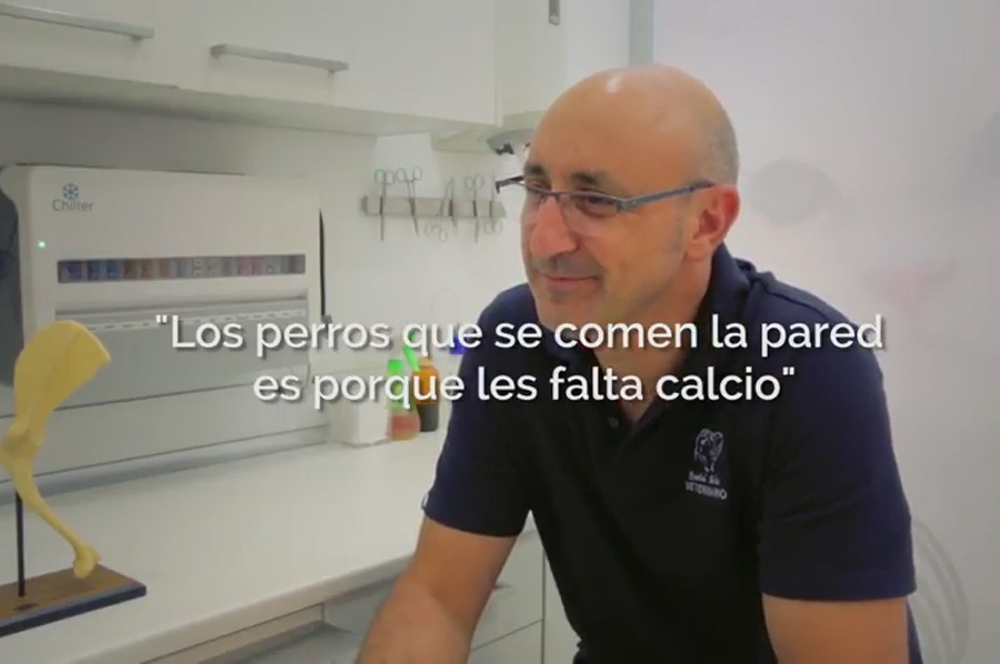 Desmontando mitos sobre nuestras mascotas