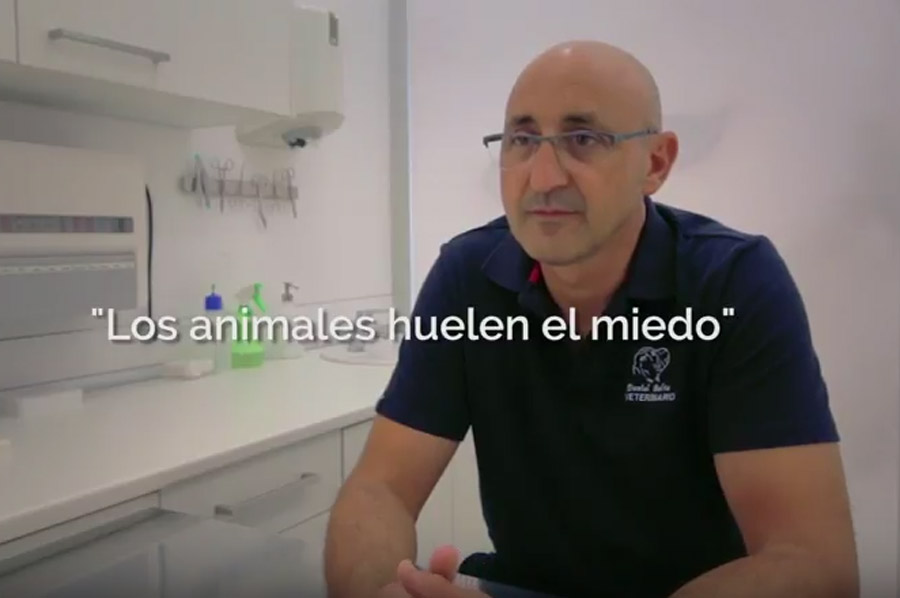 Los animales huelen el miedo