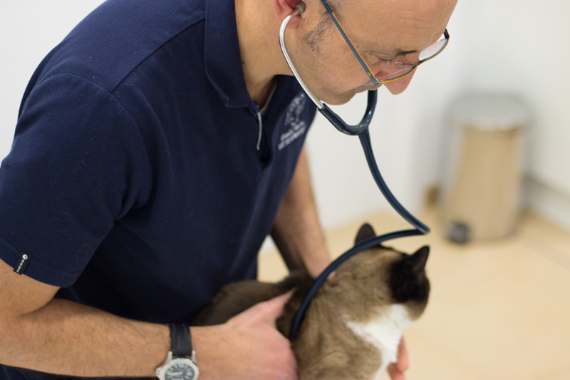 cardiología veterinaria