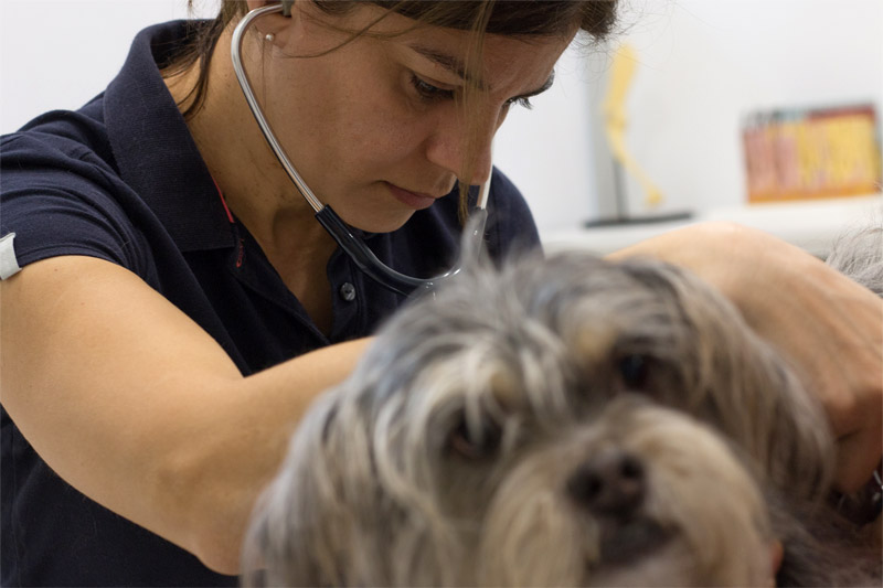 dermotología veterinaria