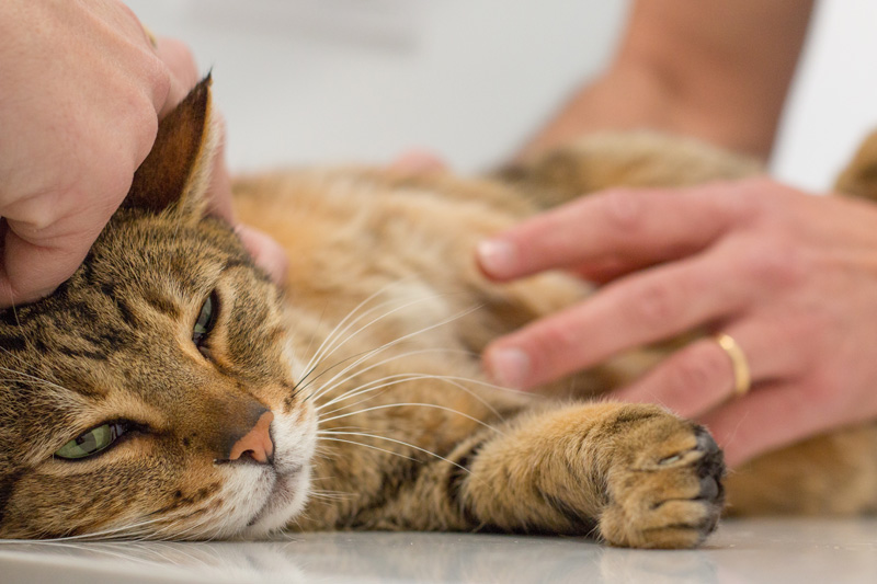 geriatría veterinaria