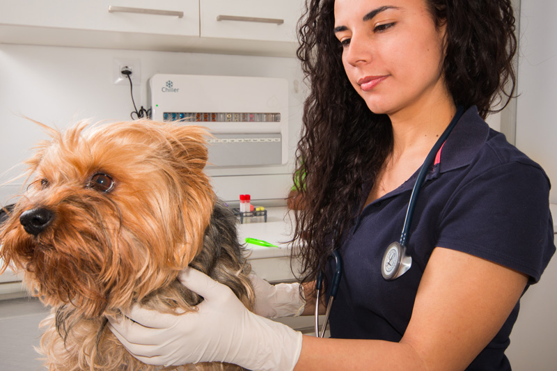 medicina preventiva veterinaria
