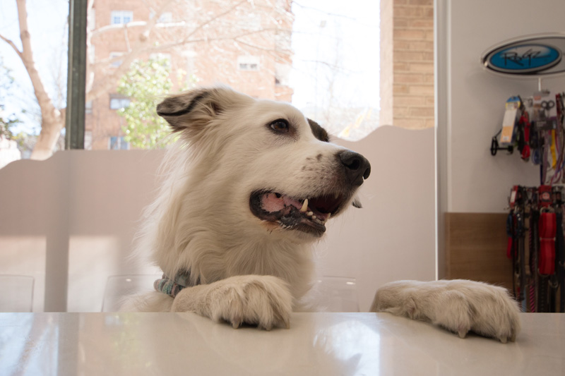neurología veterinaria