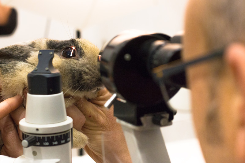 oftalmología veterinaria