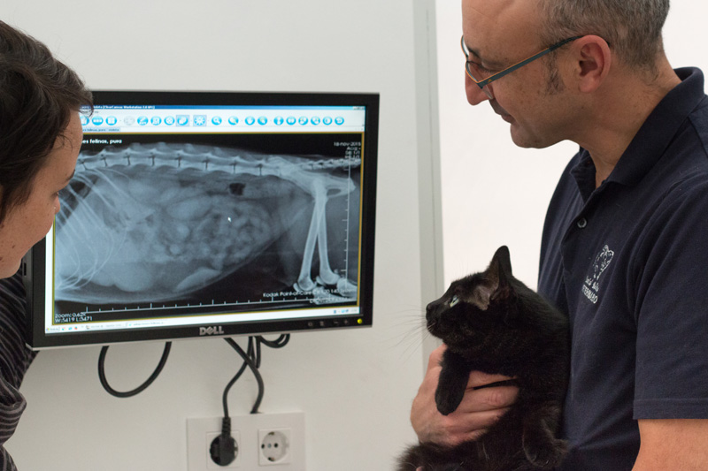 traumatología veterinaria